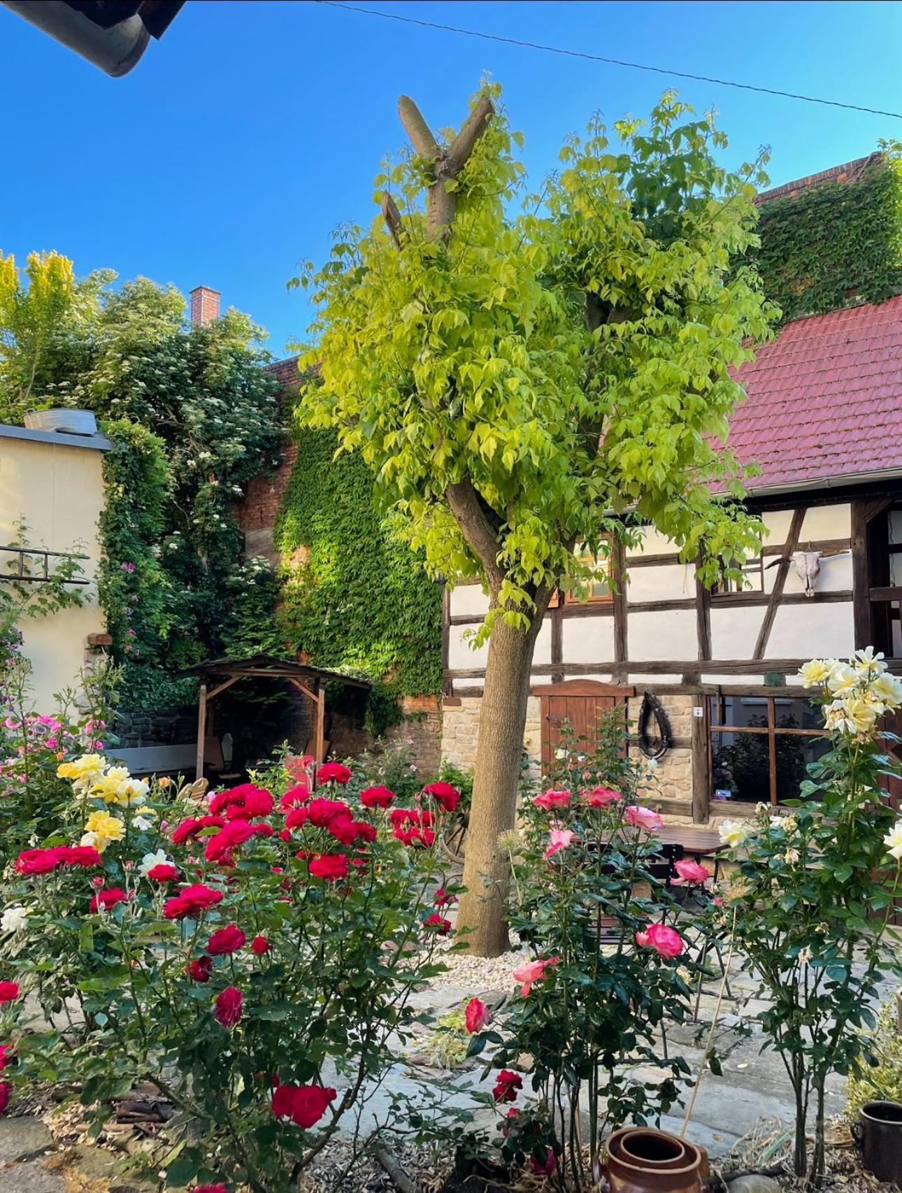 Hotel & Cafe Mohrenbrunnen 아이젠베르크 외부 사진